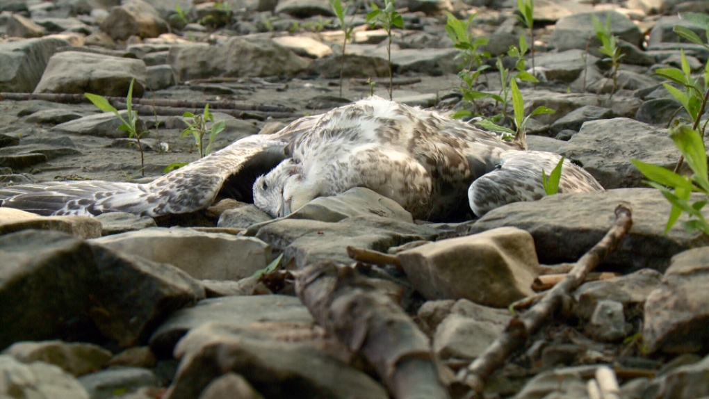 Dead seagull along Ottawa River in Britannnia