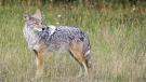 In this Feb. 10, 2013, file photo, a coyote stands in a field. (AP Photo/Daily Inter Lake, Karen Nichols)