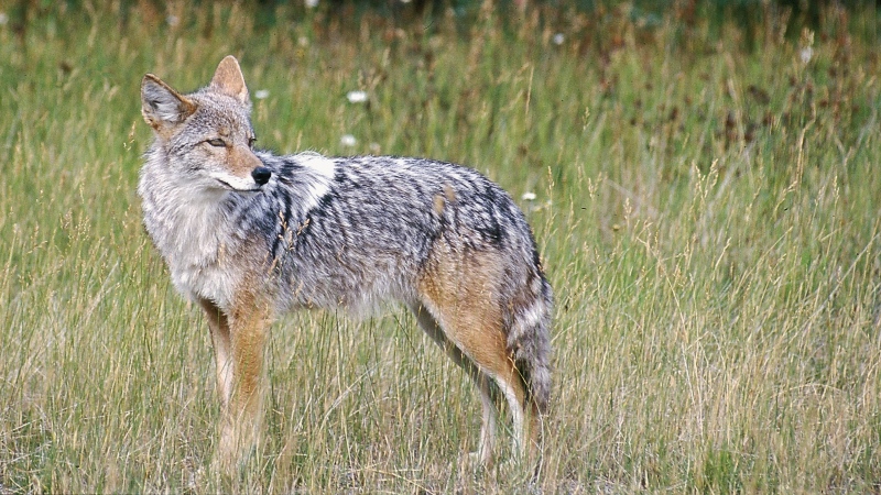 In this Feb. 10, 2013, file photo, a coyote stands in a field. (AP Photo/Daily Inter Lake, Karen Nichols)