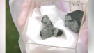 Fragments of a meteorite found in Grimsby, Ont. in 2009 are seen in this file image.