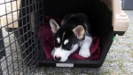 An 11-week-old Husky named Bear is seen in this image provided by the BC SPCA. 