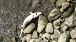 Dead sturgeon along shore of Ottawa River