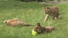 Tiger cubs play at Hanover Zoo