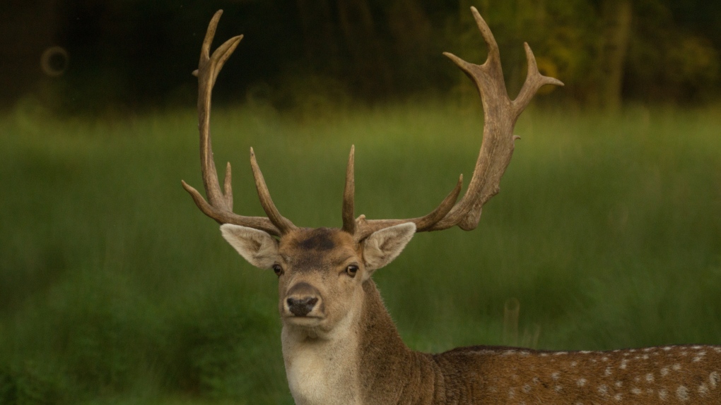 Hunting licenses soar as virus-weary Americans head outdoors