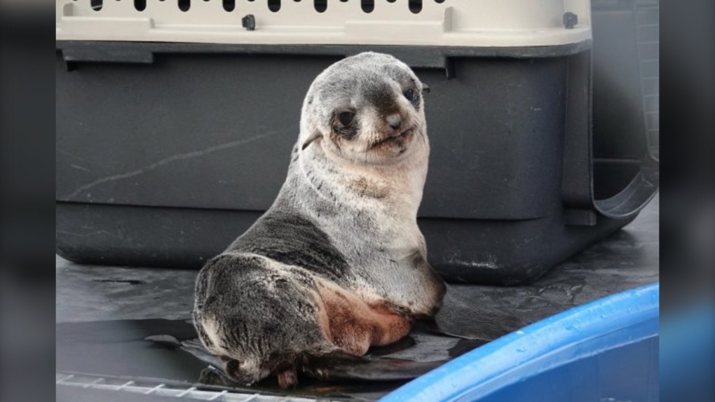 Northern fur seal pup Mo