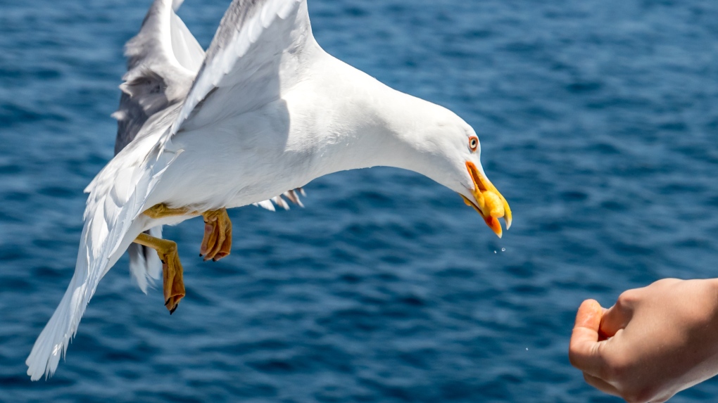 Stare at seagulls to stop them stealing your snacks, study shows ...