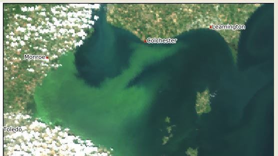An image from the National Centers for Coastal Ocean Science shows a harmful algal bloom that extends from Ohio to Colchester Harbour on Lake Erie on August 7, 2019. ( photo courtesy of NCCOS )