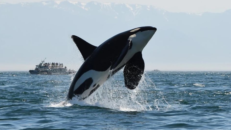 Southern resident orca K25 is seen mid-breach in the Strait of Juan de Fuca. (Dave Ellifrit/Center for Whale Research)