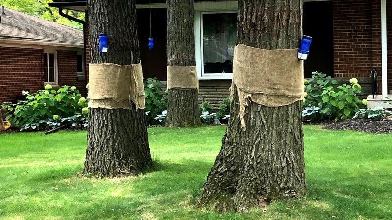 Etobicoke residents use traps and burlap wraps in an attempt to catch Gypsy Moths on their properties. (CTV News Toronto / Natalie Johnson) 