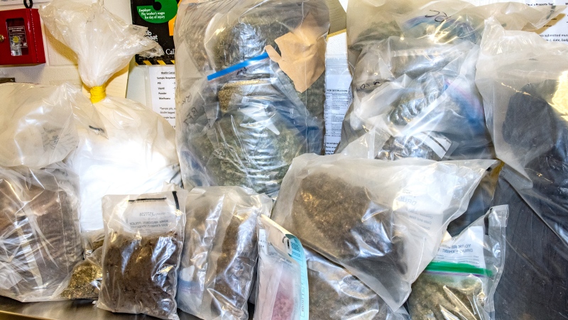 More than 7,000 cannabis plants at a Leamington farm were seized by police as part of an investigation into an alleged organized drug ring, York Regional Police announced on August 8, 2019. (Courtesy York Regional Police)