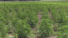 Cannabis plants growing at the 100-acre 48North farm in Brant County.