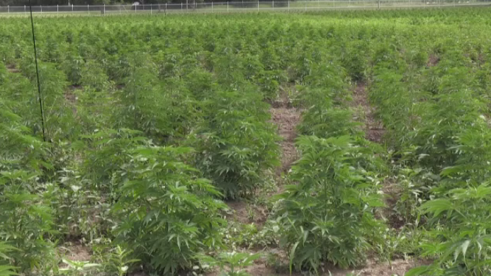 Fields of cannabis