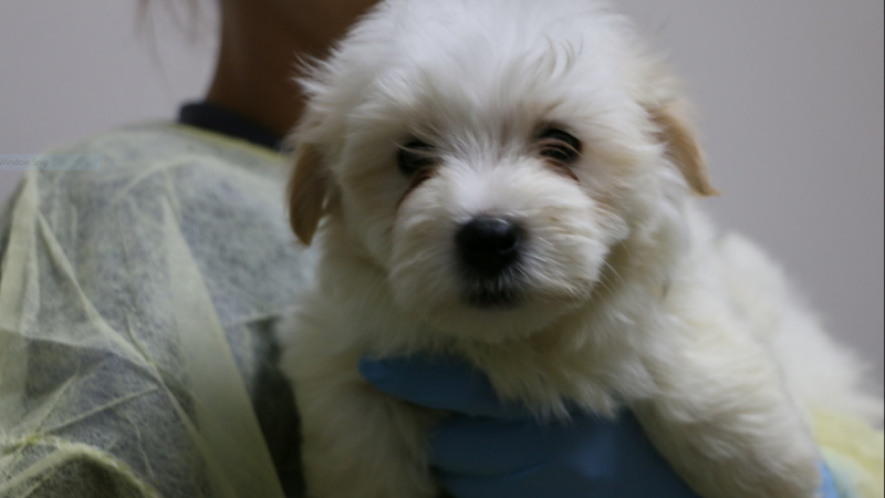 The Edmonton Humane Society is helping nurse dozens of seized puppies back to health (EHS)