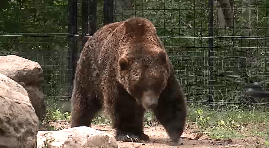Grizzly at the Forestry Farm Park and Zoo