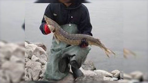 lake sturgeon catch