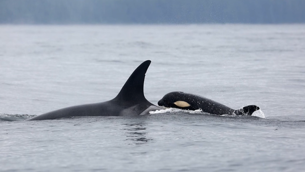 Orca whales near B.C.