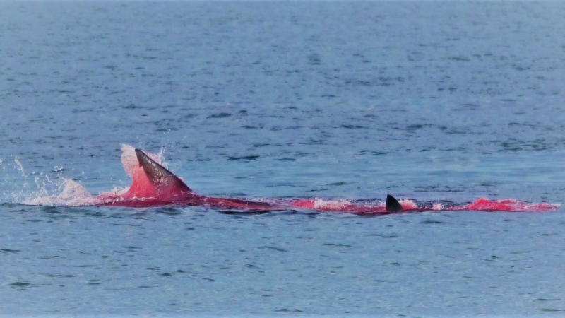 A shark is seen snacking on a seal near St. Andrews, N.B. (John Phillips Photography/Facebook)