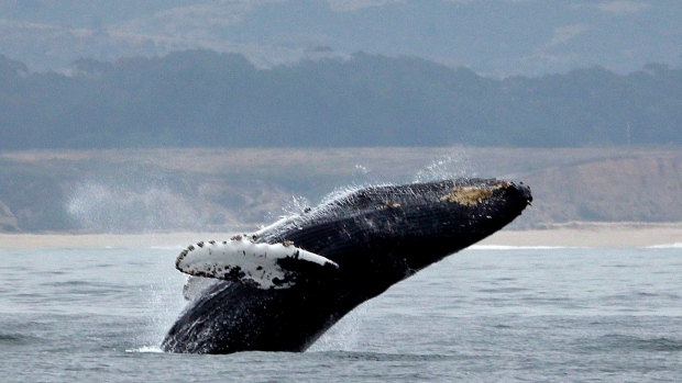 Un subacqueo di Cape Cod lasciato con una balena da una fiaba dopo essere stato sputato da una megattera