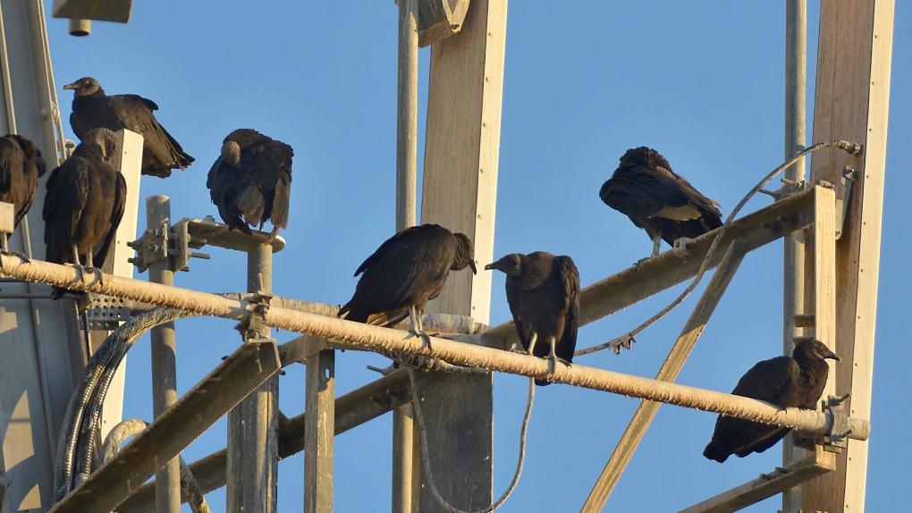 The Vultures of Florida - World Class Wildlife Removal