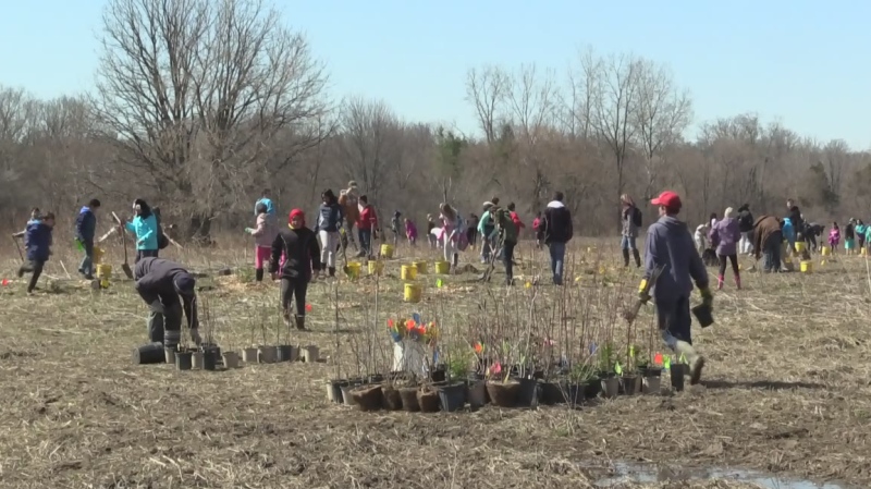 In this file photo, volunteers work as part of Upper Thames River Conservation Authority's tree-planting program.
