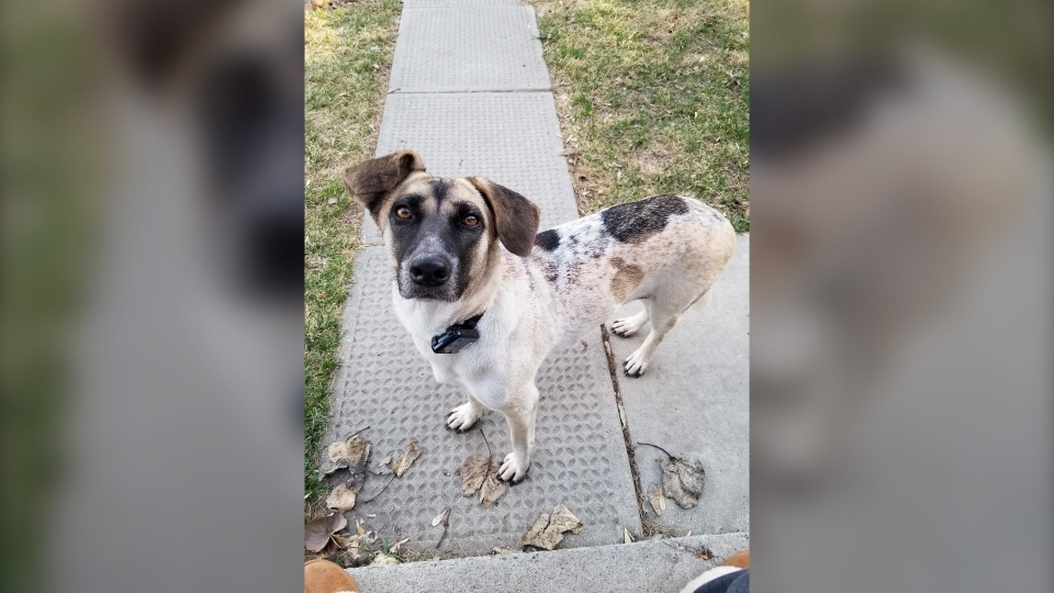 Lucy, missing dog, Thailand, Calgary