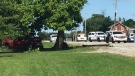 Police investigate after a pickup hit a tree in London, Ont. on Thursday, Aug. 22, 2019. (Marek Sutherland / CTV London)