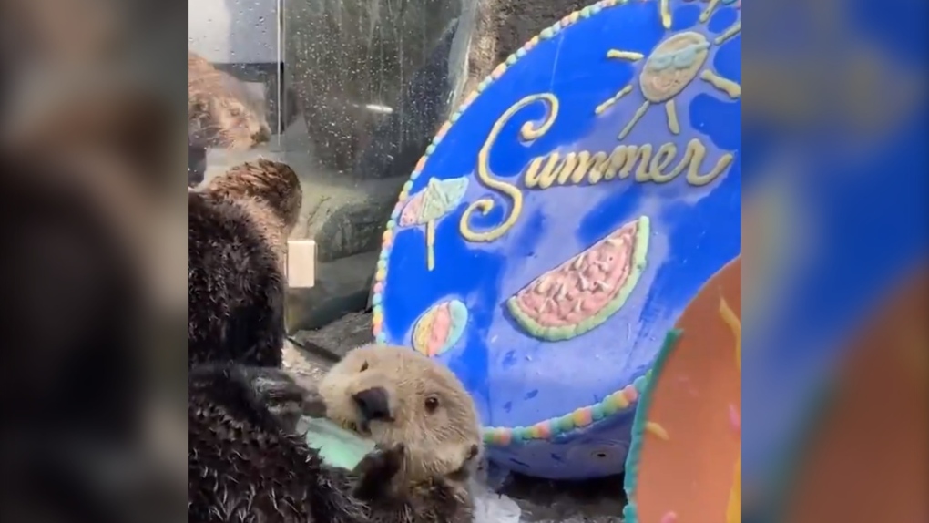 Vancouver Aquarium otters