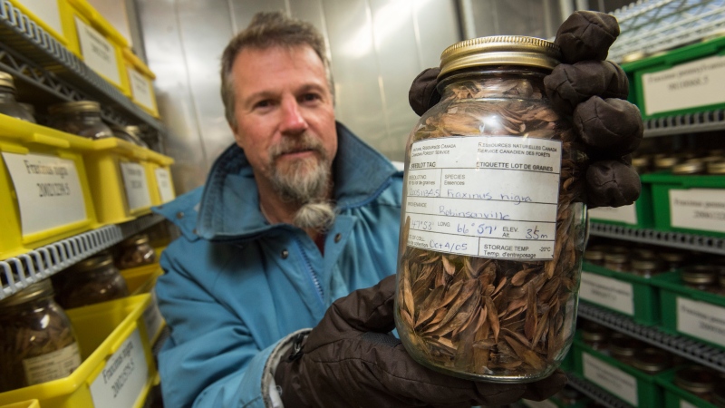 Donnie McPhee, Coordinator of the National Tree Seed Centre of Natural Resources Canada, holds a collection of Black Ash seeds in a deep-freeze vault that stores seeds of Canada’s tree species of conservational concern, in Fredericton, N.B., Monday, Aug. 26, 2019. (THE CANADIAN PRESS/Stephen MacGillivray)