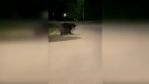 What appears to be a black bear in Port Elgin, Ont. is seen in this image taken from video submitted by Susan Cole.