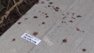 Blood can be seen on the ground after a stabbing in downtown London, Ont. on Wednesday, Aug. 28, 2019. (Daryl Newcombe / CTV London)