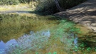 A blue-green algae bloom is pictured at Prior Lake, Vancouver Island: (CTV News)