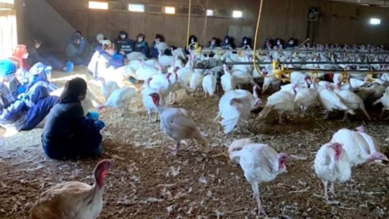 Protesters staged a sit-in at a southern Alberta turkey farm in September 2019.