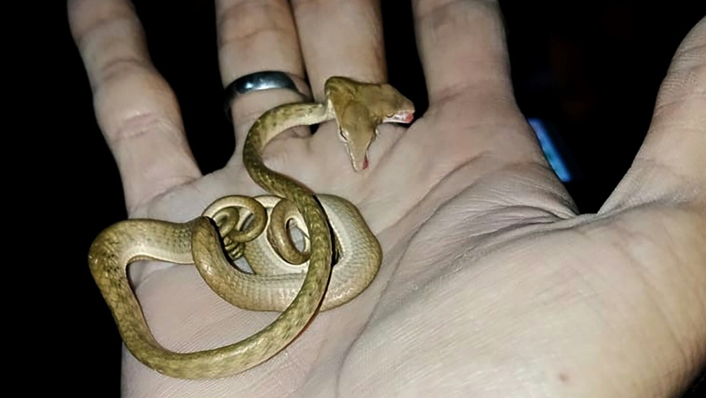 2-headed snake