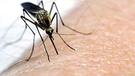 Mosquito; West Nile; generic