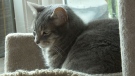 Friends mourn ‘cat angel’ killed in car crash