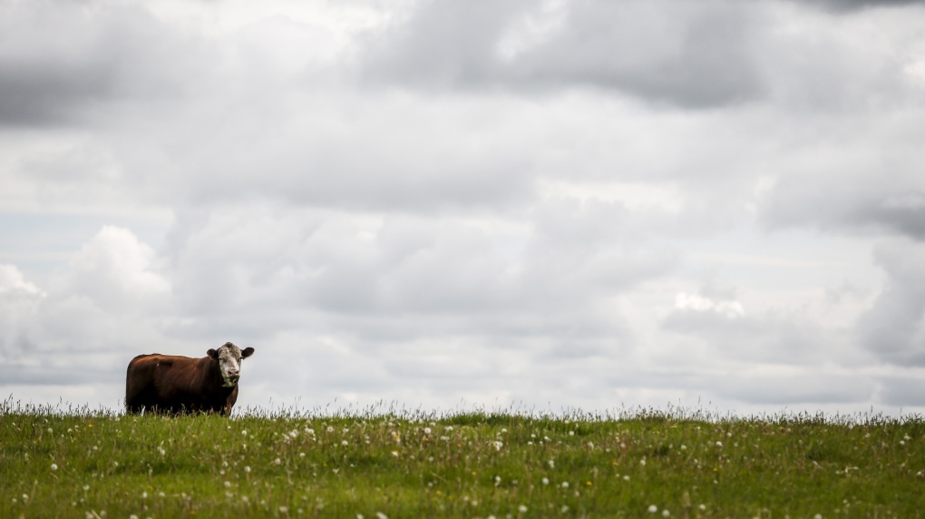 A bull grazes in a pasture