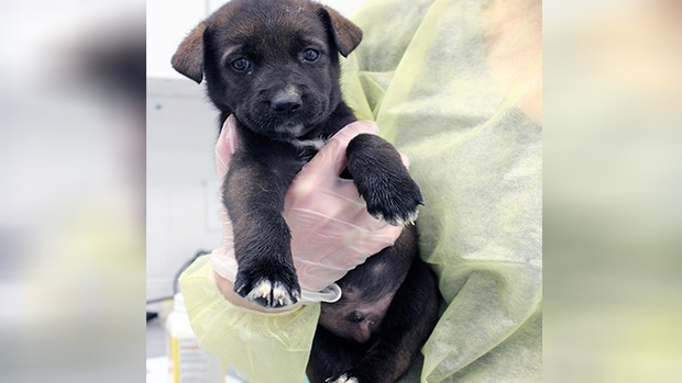A puppy is held in a volunteers arms after being rescued in the Support the North program on Mon., Sept. 9, 2019 (Supplied/OSPCA)