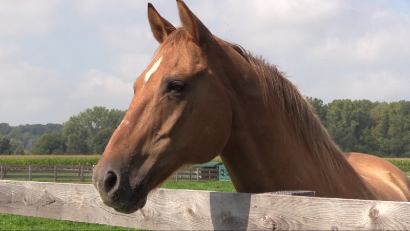 A horse used for therapy work is seen at Belvoir Estate Farm in Delaware, Ont. on Wednesday, Sept. 11, 2019. (Celine Zadorsky / CTV London)