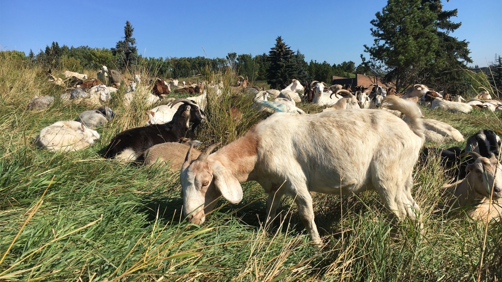Rundle Park goats