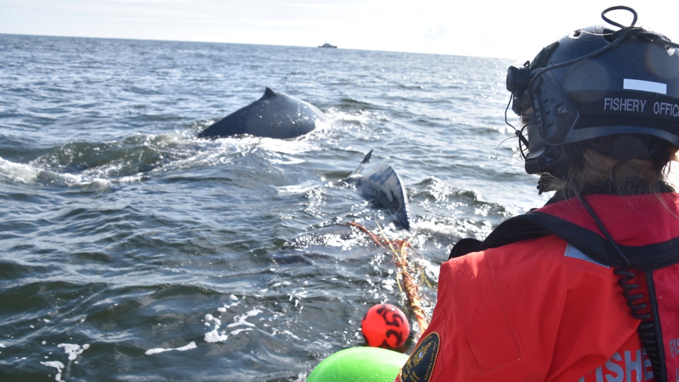 humpback whale rescue