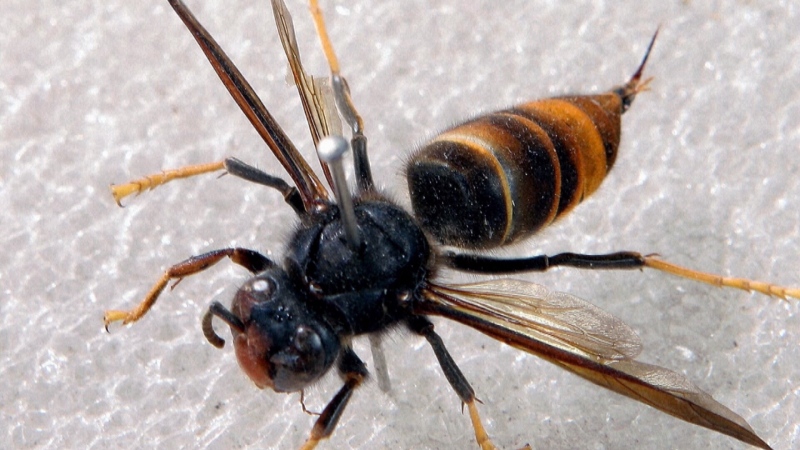 An Asian giant hornet is pictured.