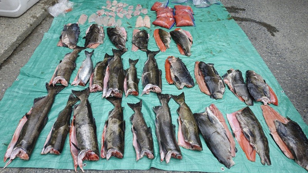chinook salmon