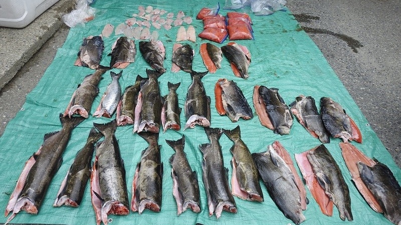 Some of the fish seized in the 2019 incident on Vancouver Island are shown: (Nootka Sound RCMP)