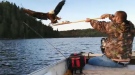 Angler Kevin Labrosse sacrificed his walleye to a bald eagle after it swooped down as he was reeling it in. (Supplied)