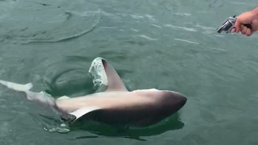 An image from video of the shark-dragging death
