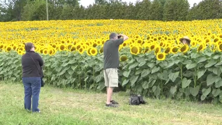 Visitors stop to take photos at 'Miracle Max's Minions' near Forest, Ont. (Bryan Bicknell / CTV London)