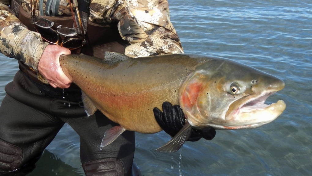 A Lahontan cutthroat trout