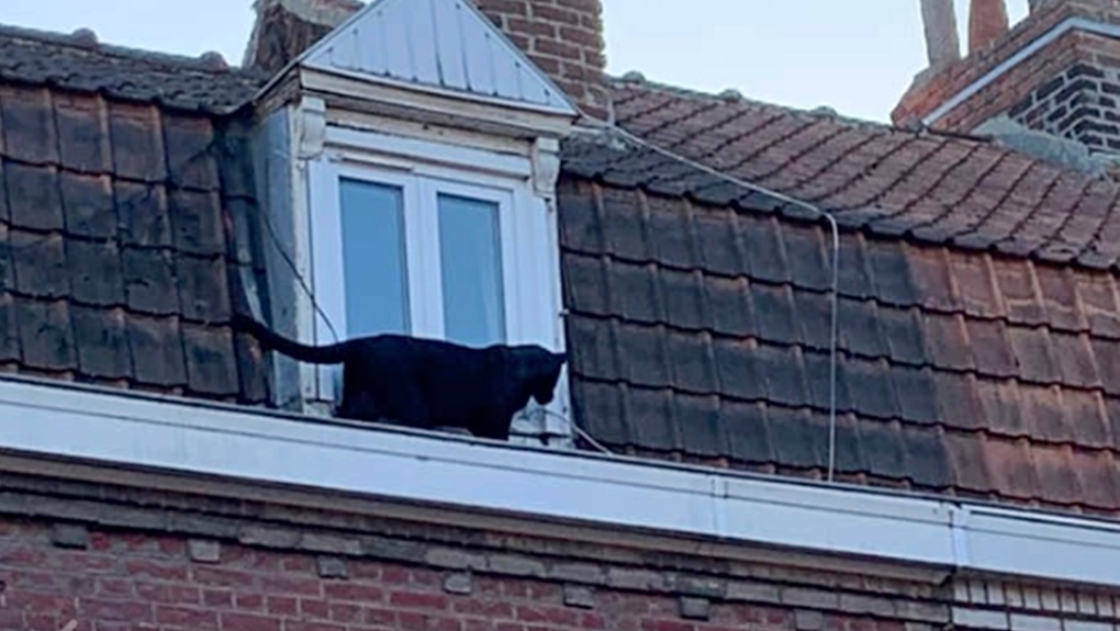 Black panther on roof