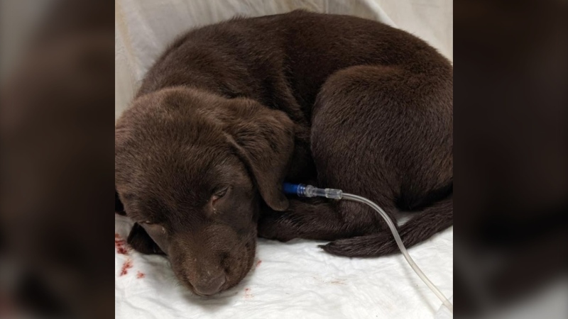 An image of the 16-week-old chocolate lab: (Photo courtesy of the Victoria Humane Society)