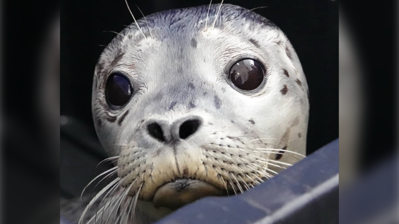 A harbour seal nicknamed Bradley Grouper is shown in a photo from the Vancouver Aquarium's Marine Mammal Rescue Centre. (Instagram)